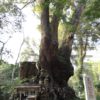 樹齢2000年超え！！